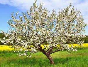 Baumbeschnitt und Rodung ENGO-Natur, Gudrun Demmer, Kreis Bernkastel-Wittlich
